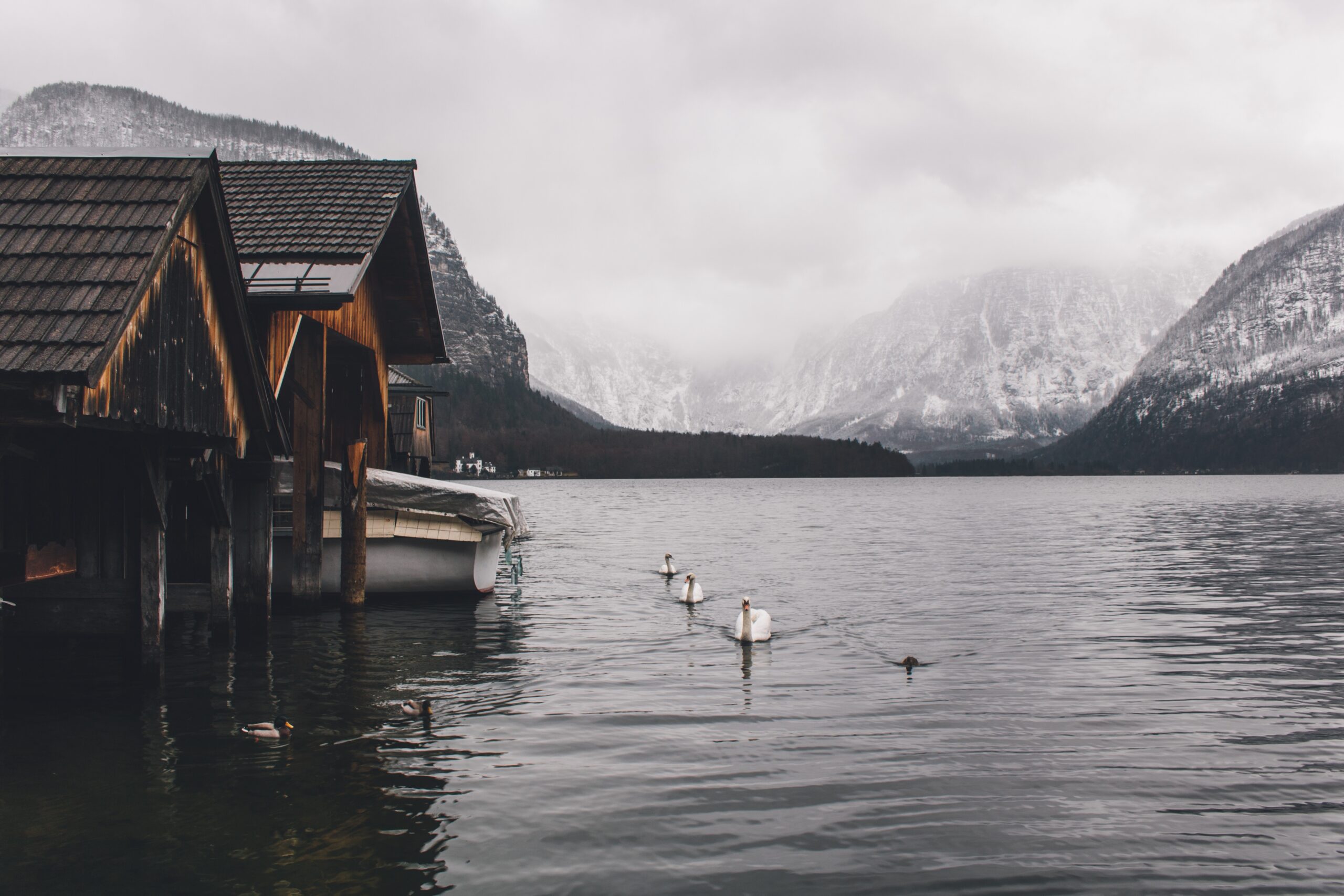 Swans swimming near wooden boathouses on a calm, foggy lake.