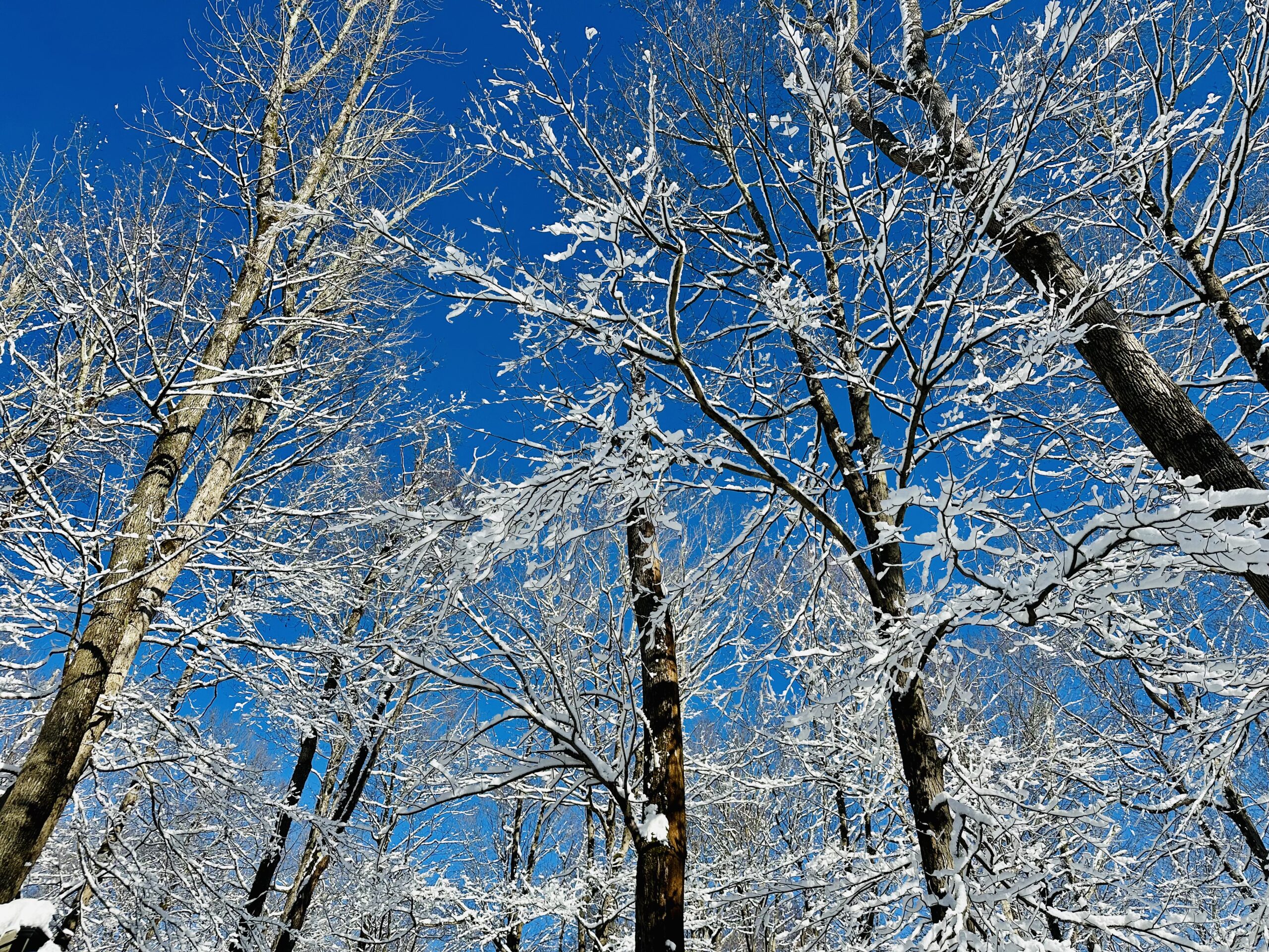 Snow-covered tree branches against a bright blue sky.