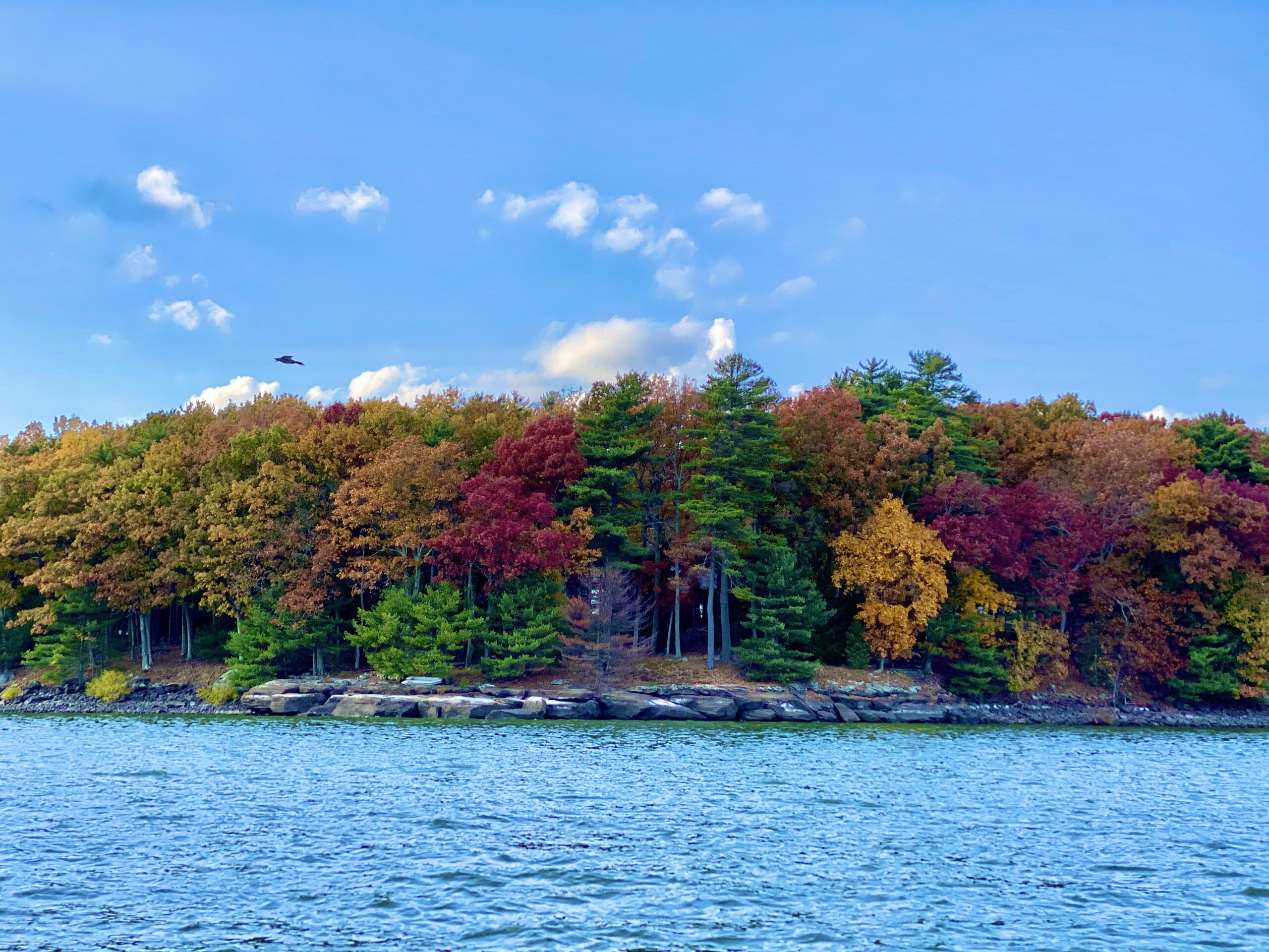 A colorful autumn forest by the water under a bright blue sky.